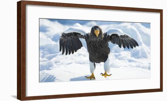 Steller's Sea-Eagle (Haliaeetus Pelagicus) Standing on Pack Ice, Hokkaido, Japan, February-Wim van den Heever-Framed Photographic Print