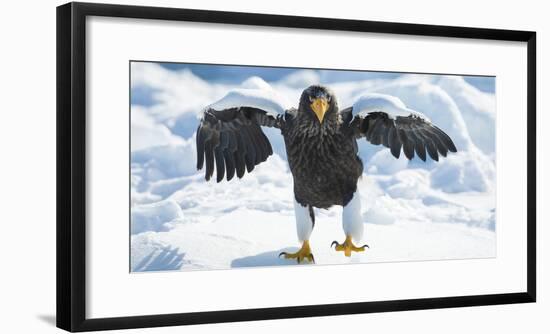 Steller's Sea-Eagle (Haliaeetus Pelagicus) Standing on Pack Ice, Hokkaido, Japan, February-Wim van den Heever-Framed Photographic Print