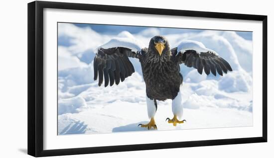 Steller's Sea-Eagle (Haliaeetus Pelagicus) Standing on Pack Ice, Hokkaido, Japan, February-Wim van den Heever-Framed Photographic Print