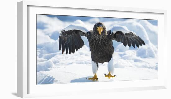 Steller's Sea-Eagle (Haliaeetus Pelagicus) Standing on Pack Ice, Hokkaido, Japan, February-Wim van den Heever-Framed Photographic Print