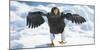 Steller's Sea-Eagle (Haliaeetus Pelagicus) Standing on Pack Ice, Hokkaido, Japan, February-Wim van den Heever-Mounted Photographic Print