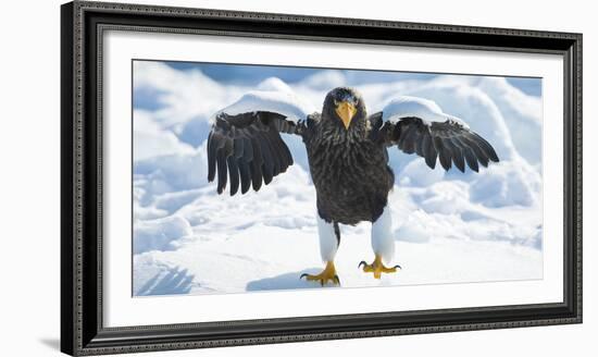 Steller's Sea-Eagle (Haliaeetus Pelagicus) Standing on Pack Ice, Hokkaido, Japan, February-Wim van den Heever-Framed Photographic Print