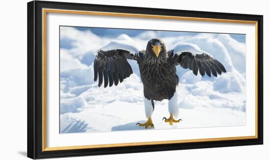 Steller's Sea-Eagle (Haliaeetus Pelagicus) Standing on Pack Ice, Hokkaido, Japan, February-Wim van den Heever-Framed Photographic Print