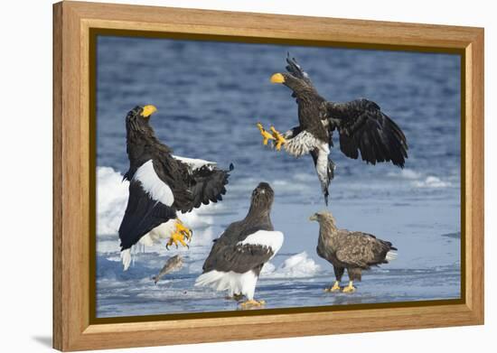 Steller's Sea-Eagle (Haliaeetus Pelagicus) Two Fighting over Fish-Wim van den Heever-Framed Premier Image Canvas