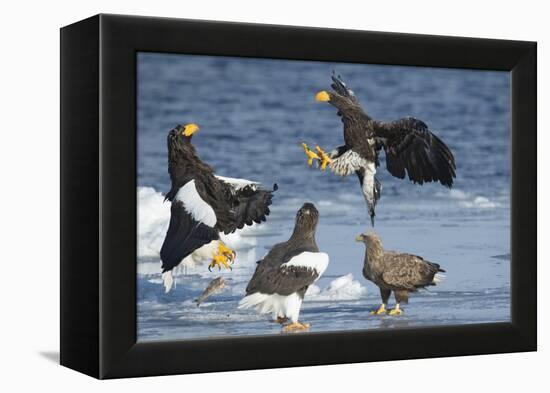 Steller's Sea-Eagle (Haliaeetus Pelagicus) Two Fighting over Fish-Wim van den Heever-Framed Premier Image Canvas