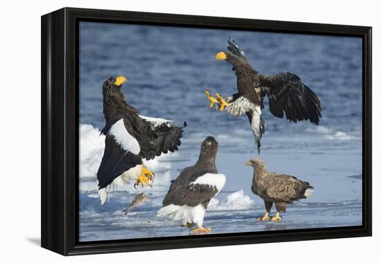 Steller's Sea-Eagle (Haliaeetus Pelagicus) Two Fighting over Fish-Wim van den Heever-Framed Premier Image Canvas