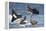 Steller's Sea-Eagle (Haliaeetus Pelagicus) Two Fighting over Fish-Wim van den Heever-Framed Premier Image Canvas
