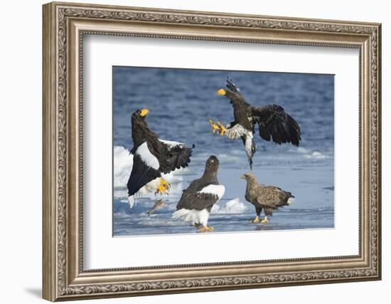 Steller's Sea-Eagle (Haliaeetus Pelagicus) Two Fighting over Fish-Wim van den Heever-Framed Photographic Print