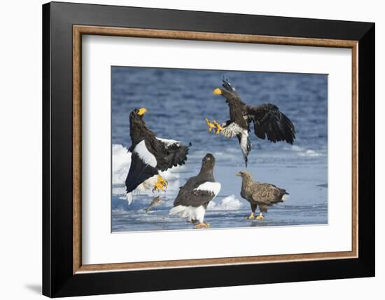 Steller's Sea-Eagle (Haliaeetus Pelagicus) Two Fighting over Fish-Wim van den Heever-Framed Photographic Print