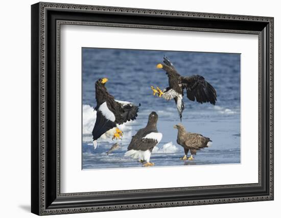 Steller's Sea-Eagle (Haliaeetus Pelagicus) Two Fighting over Fish-Wim van den Heever-Framed Photographic Print