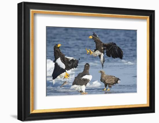 Steller's Sea-Eagle (Haliaeetus Pelagicus) Two Fighting over Fish-Wim van den Heever-Framed Photographic Print