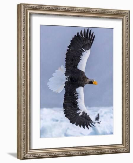 Steller's Sea eagle, Hokkaido, Japan-Art Wolfe Wolfe-Framed Photographic Print