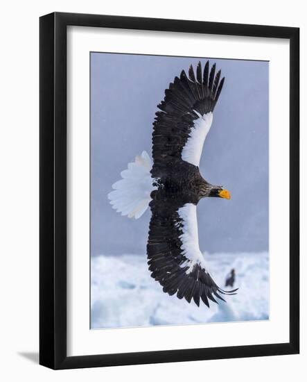 Steller's Sea eagle, Hokkaido, Japan-Art Wolfe Wolfe-Framed Photographic Print