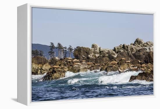 Steller Sea Lion, British Columbia-Michael Nolan-Framed Premier Image Canvas