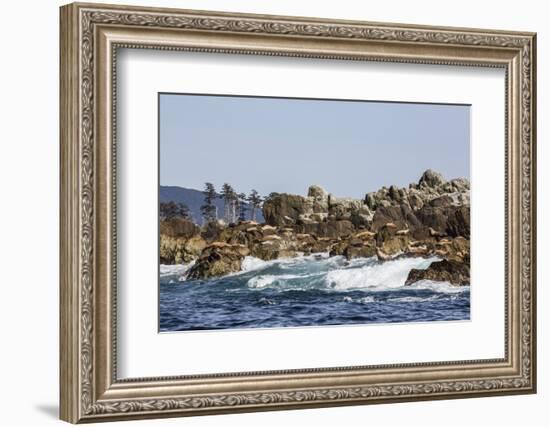 Steller Sea Lion, British Columbia-Michael Nolan-Framed Photographic Print