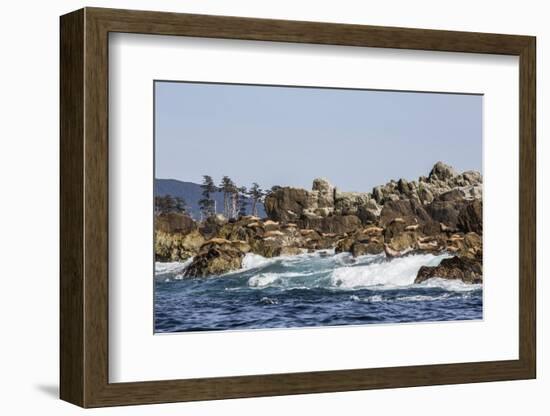 Steller Sea Lion, British Columbia-Michael Nolan-Framed Photographic Print