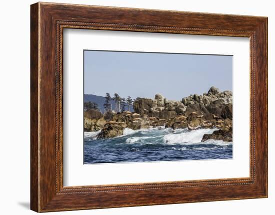 Steller Sea Lion, British Columbia-Michael Nolan-Framed Photographic Print