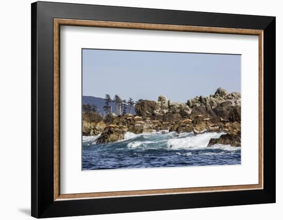 Steller Sea Lion, British Columbia-Michael Nolan-Framed Photographic Print