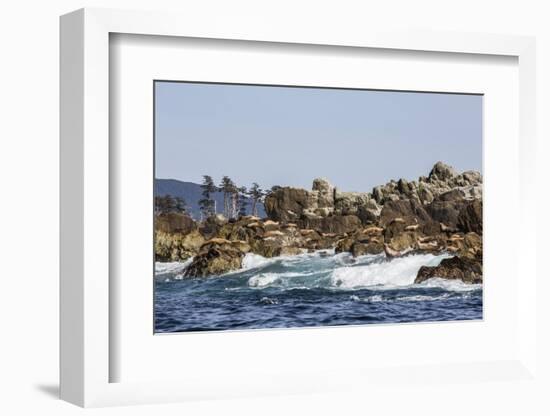 Steller Sea Lion, British Columbia-Michael Nolan-Framed Photographic Print