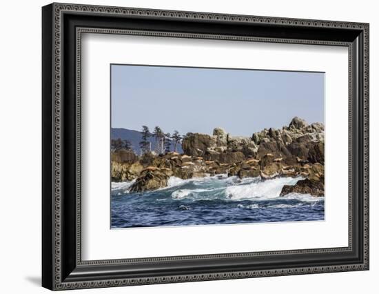 Steller Sea Lion, British Columbia-Michael Nolan-Framed Photographic Print