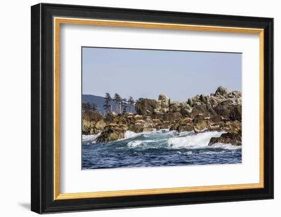 Steller Sea Lion, British Columbia-Michael Nolan-Framed Photographic Print