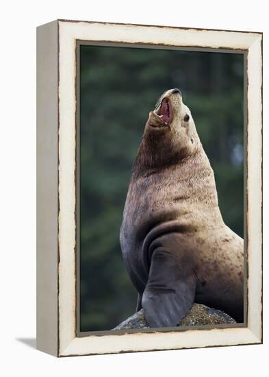 Steller Sea Lion Bull in Alaska-null-Framed Premier Image Canvas