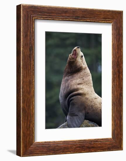 Steller Sea Lion Bull in Alaska-null-Framed Photographic Print