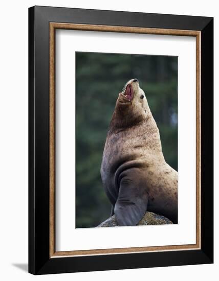 Steller Sea Lion Bull in Alaska-null-Framed Photographic Print