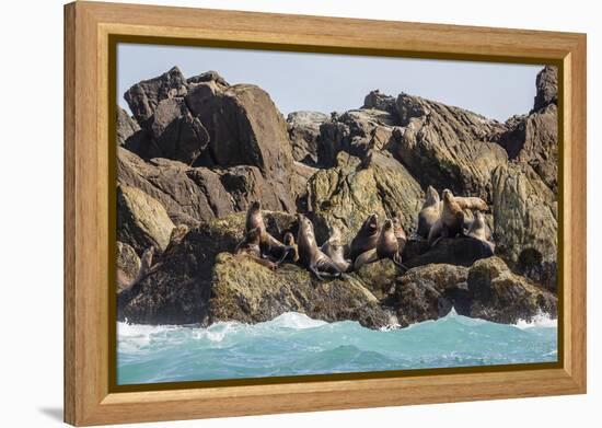 Steller Sea Lion (Eumetopias Jubatus), Haida Gwaii (Queen Charlotte Islands), British Columbria-Michael Nolan-Framed Premier Image Canvas