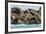 Steller Sea Lion (Eumetopias Jubatus), Haida Gwaii (Queen Charlotte Islands), British Columbria-Michael Nolan-Framed Photographic Print