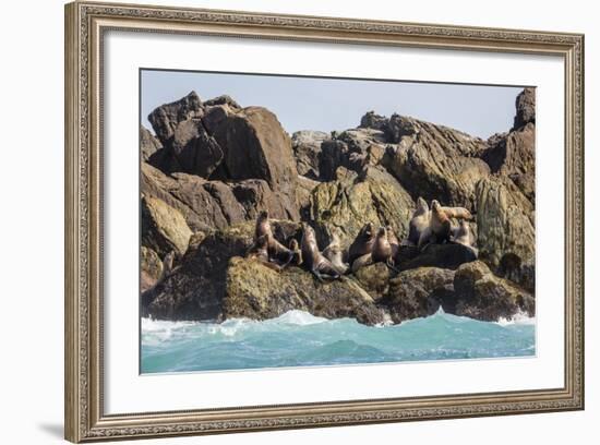 Steller Sea Lion (Eumetopias Jubatus), Haida Gwaii (Queen Charlotte Islands), British Columbria-Michael Nolan-Framed Photographic Print