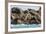 Steller Sea Lion (Eumetopias Jubatus), Haida Gwaii (Queen Charlotte Islands), British Columbria-Michael Nolan-Framed Photographic Print