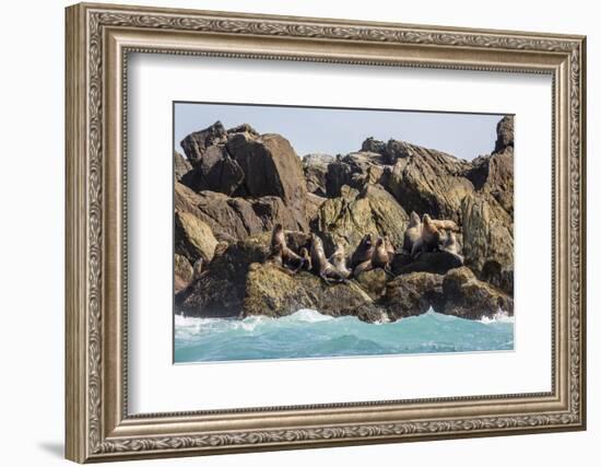 Steller Sea Lion (Eumetopias Jubatus), Haida Gwaii (Queen Charlotte Islands), British Columbria-Michael Nolan-Framed Photographic Print