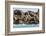 Steller Sea Lion (Eumetopias Jubatus), Haida Gwaii (Queen Charlotte Islands), British Columbria-Michael Nolan-Framed Photographic Print