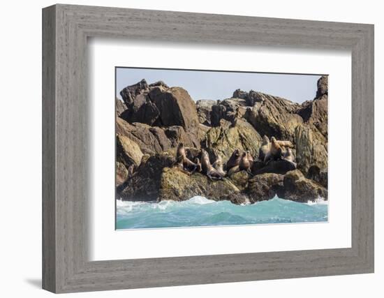 Steller Sea Lion (Eumetopias Jubatus), Haida Gwaii (Queen Charlotte Islands), British Columbria-Michael Nolan-Framed Photographic Print