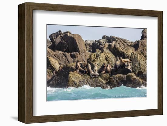 Steller Sea Lion (Eumetopias Jubatus), Haida Gwaii (Queen Charlotte Islands), British Columbria-Michael Nolan-Framed Photographic Print