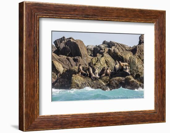 Steller Sea Lion (Eumetopias Jubatus), Haida Gwaii (Queen Charlotte Islands), British Columbria-Michael Nolan-Framed Photographic Print