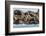 Steller Sea Lion (Eumetopias Jubatus), Haida Gwaii (Queen Charlotte Islands), British Columbria-Michael Nolan-Framed Photographic Print