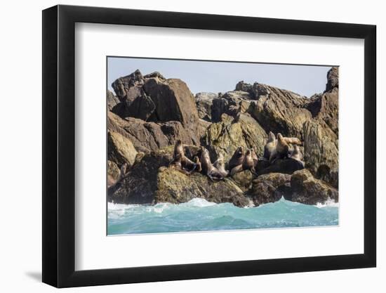 Steller Sea Lion (Eumetopias Jubatus), Haida Gwaii (Queen Charlotte Islands), British Columbria-Michael Nolan-Framed Photographic Print