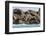 Steller Sea Lion (Eumetopias Jubatus), Haida Gwaii (Queen Charlotte Islands), British Columbria-Michael Nolan-Framed Photographic Print