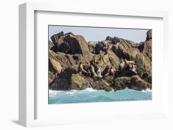 Steller Sea Lion (Eumetopias Jubatus), Haida Gwaii (Queen Charlotte Islands), British Columbria-Michael Nolan-Framed Photographic Print