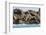 Steller Sea Lion (Eumetopias Jubatus), Haida Gwaii (Queen Charlotte Islands), British Columbria-Michael Nolan-Framed Photographic Print