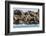 Steller Sea Lion (Eumetopias Jubatus), Haida Gwaii (Queen Charlotte Islands), British Columbria-Michael Nolan-Framed Photographic Print