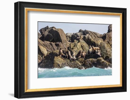 Steller Sea Lion (Eumetopias Jubatus), Haida Gwaii (Queen Charlotte Islands), British Columbria-Michael Nolan-Framed Photographic Print