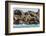 Steller Sea Lion (Eumetopias Jubatus), Haida Gwaii (Queen Charlotte Islands), British Columbria-Michael Nolan-Framed Photographic Print