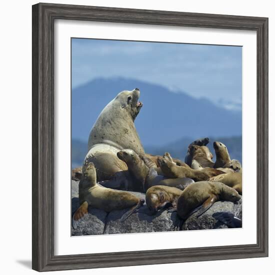 Steller Sea Lion (Eumetopias Jubatus) Male And Female With Colony, British Columbia, Canada, June-Loic Poidevin-Framed Photographic Print