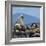 Steller Sea Lion (Eumetopias Jubatus) Male And Female With Colony, British Columbia, Canada, June-Loic Poidevin-Framed Photographic Print