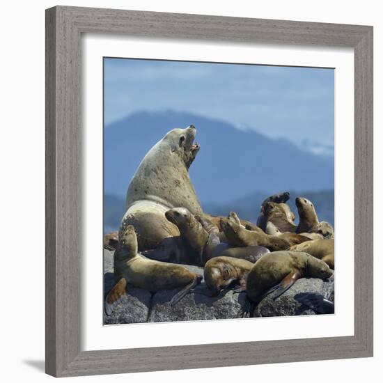 Steller Sea Lion (Eumetopias Jubatus) Male And Female With Colony, British Columbia, Canada, June-Loic Poidevin-Framed Photographic Print