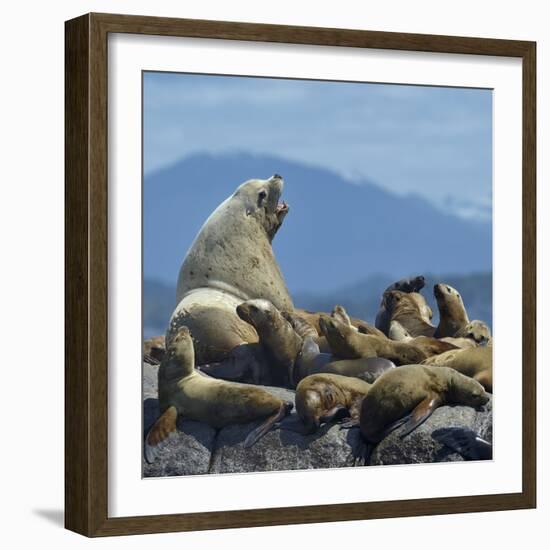 Steller Sea Lion (Eumetopias Jubatus) Male And Female With Colony, British Columbia, Canada, June-Loic Poidevin-Framed Photographic Print