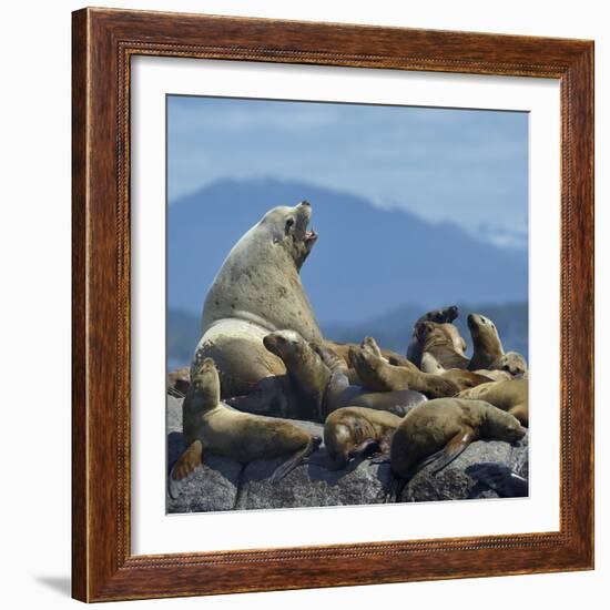 Steller Sea Lion (Eumetopias Jubatus) Male And Female With Colony, British Columbia, Canada, June-Loic Poidevin-Framed Photographic Print